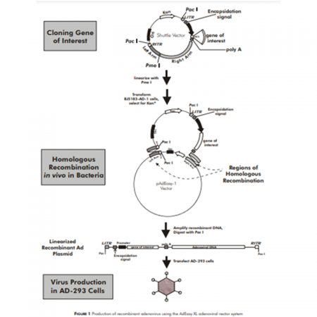 AdEasy Adenoviral Vector Systems 3