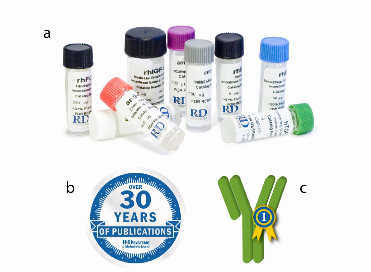 Pemilihan Antibodi untuk Housekeeping Protein pada Aplikasi Western