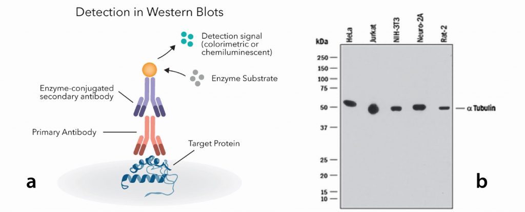 General Immunoassay Testing: Western Blot - Elokarsa