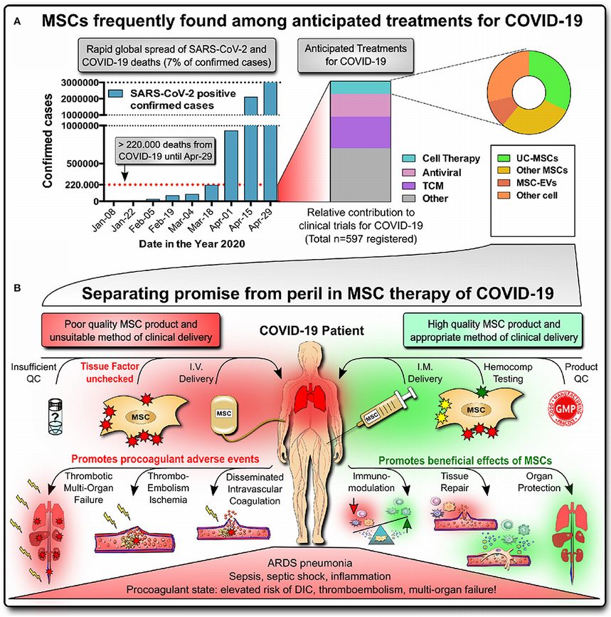 COVID19 : New Hope, Terapi Mesenchymal Stem Cell (MSC) Bagi Treatment ...